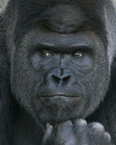 日本网红大猩猩在哪个动物园 日本大猩猩为什么变成了网红