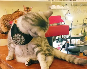 武汉有哪些猫咖啡店 武汉哪些猫咖啡店有颜值高的猫
