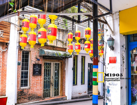 國內貓咪主題博物館在哪 貓咪主題博物館有多少種類的貓