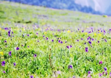 茂縣九鼎山露營怎么樣  茂縣九鼎山門票是多少