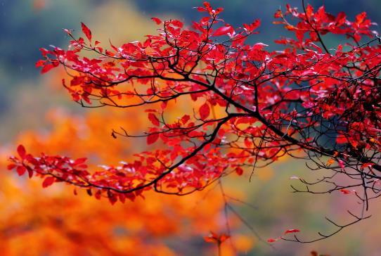 光霧山紅葉最佳時間 光霧山紅葉什么時候紅