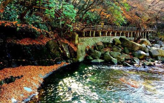 2017光霧山紅葉節門票+時間+地點