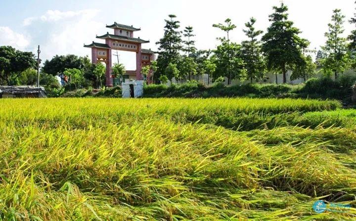 中山市南区曹边村 曹边村旅游攻略