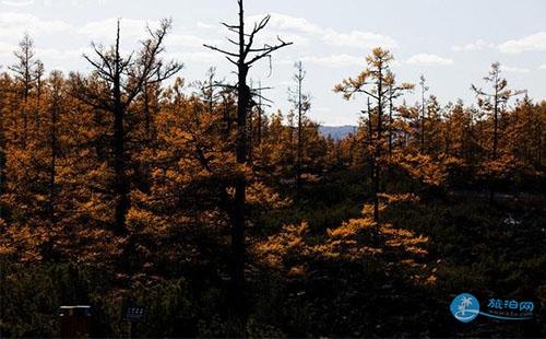 阿爾山樟松林好玩嗎 阿爾山樟松林旅游攻略