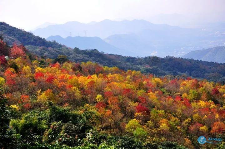 深圳自驾去石门国家森林公园红叶节路线攻略