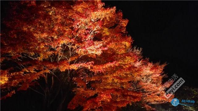 日本哪里有看紅葉的地方 2018日本紅葉季