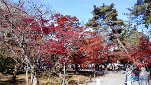 日本哪里有看紅葉的地方 2018日本紅葉季