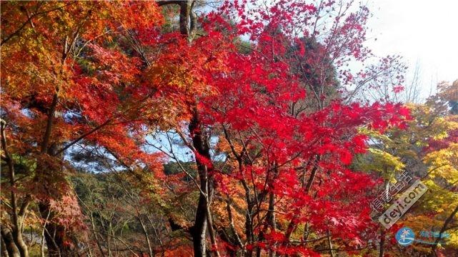 日本哪里有看紅葉的地方 2018日本紅葉季