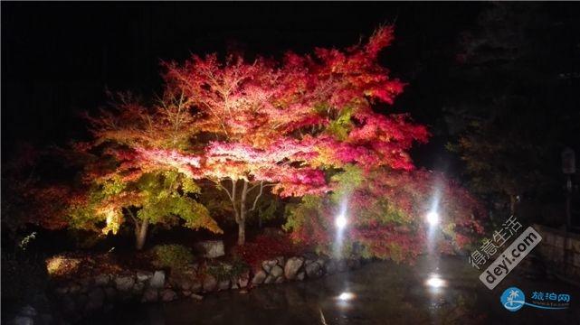 日本哪里有看紅葉的地方 2018日本紅葉季