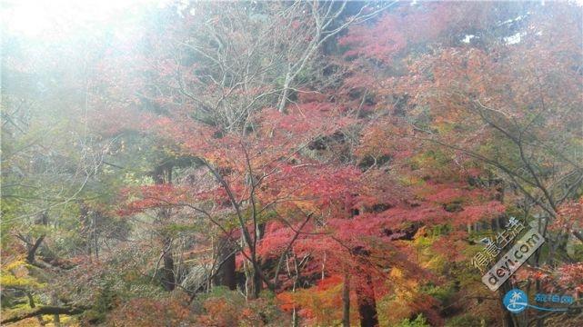 日本哪里有看紅葉的地方 2018日本紅葉季