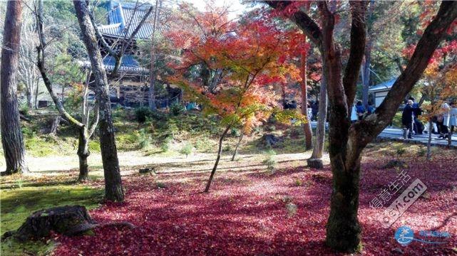 日本哪里有看紅葉的地方 2018日本紅葉季