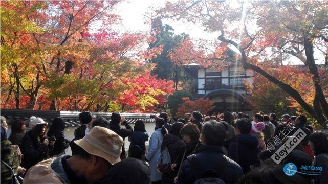 日本哪里有看紅葉的地方 2018日本紅葉季