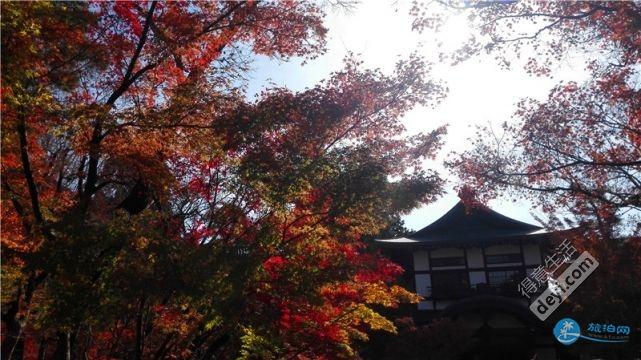 日本哪里有看紅葉的地方 2018日本紅葉季