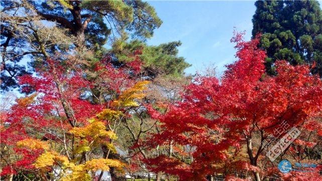 日本哪里有看紅葉的地方 2018日本紅葉季