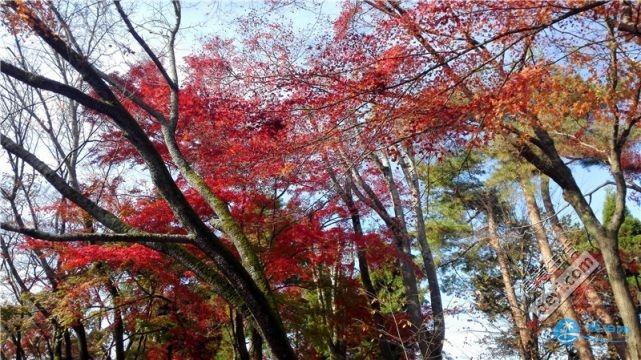 日本哪里有看紅葉的地方 2018日本紅葉季