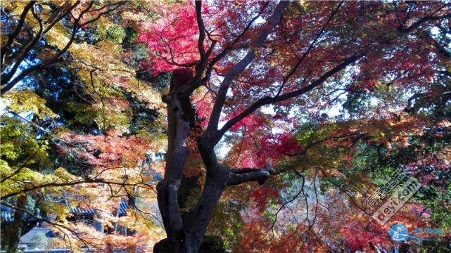 日本哪里有看紅葉的地方 2018日本紅葉季