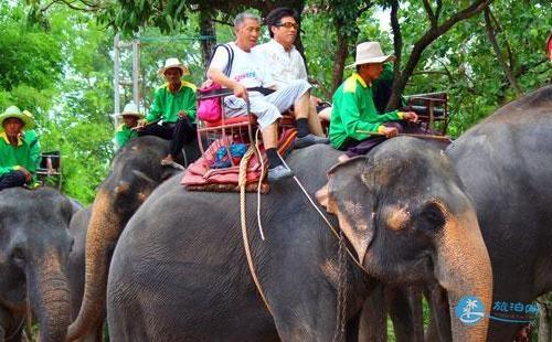 泰国骑大象安全吗 中国驻泰国清迈总领馆发布警告