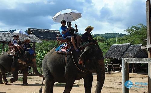 泰国骑大象安全吗 中国驻泰国清迈总领馆发布警告