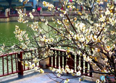2018年广州有哪些地方可以观赏梅花