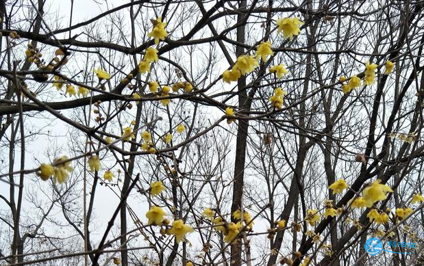 隋唐遺址植物園怎么樣 隋唐遺址植物園游記