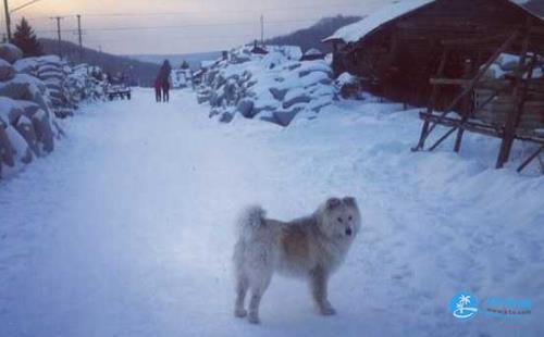 雪乡跟旅行社或旅行团会被坑吗