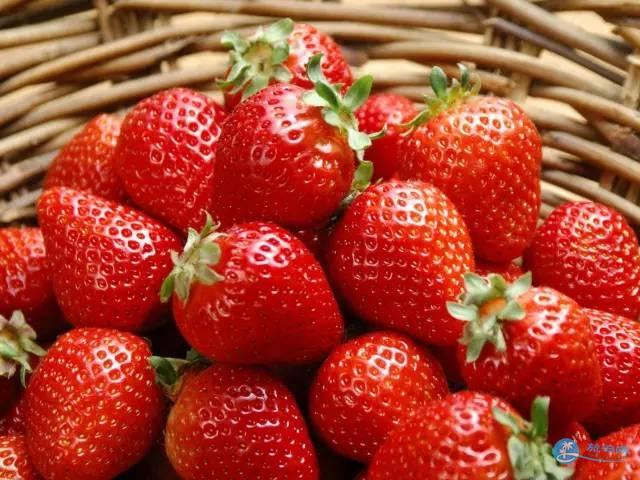 2018年广州白云区哪里有草莓摘
