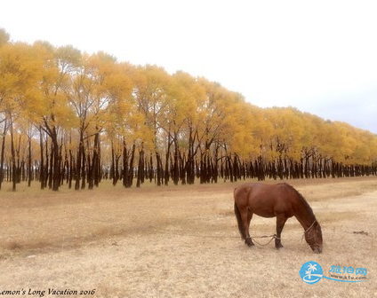 2018张北草原旅游攻略 张北草原在什么地方