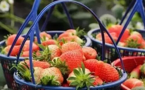 2018年广州周边哪里可以摘草莓+价格表