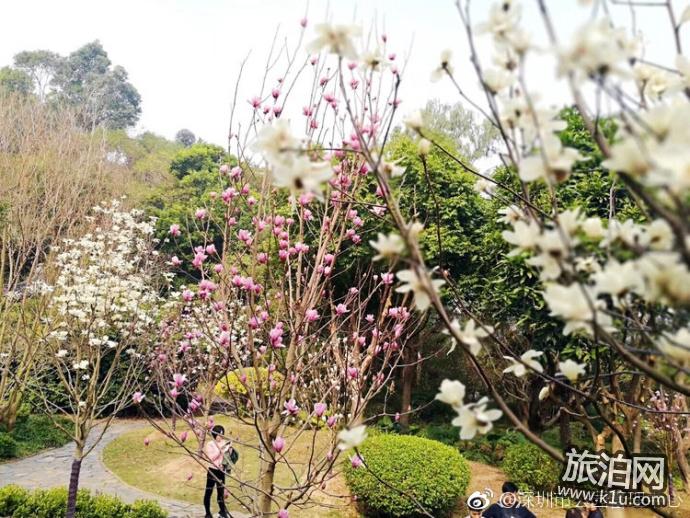 深圳園博園玉蘭花什么時候開