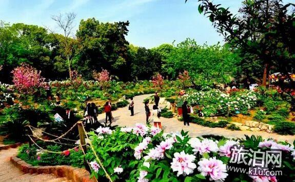 2018年武汉看花的地方有哪些 武汉周边赏花地点推荐