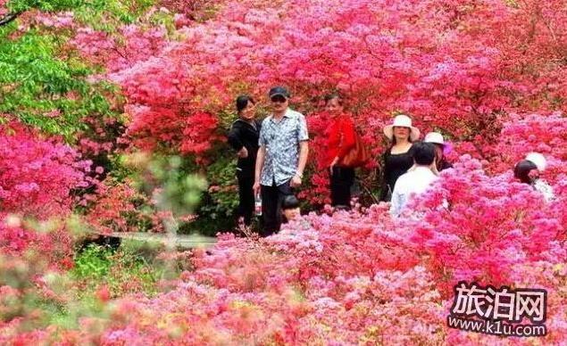 2018年武汉看花的地方有哪些 武汉周边赏花地点推荐