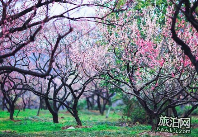 2018年武漢有哪些看梅花的好地方 武漢賞梅攻略