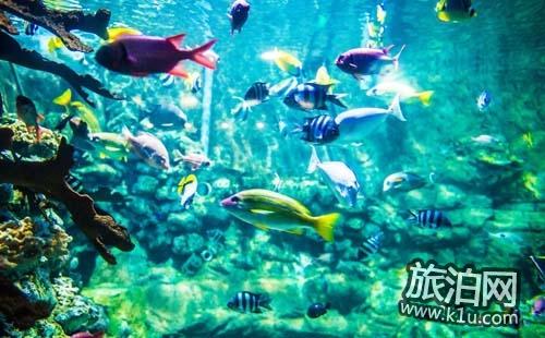 2018南京海底世界游玩攻略 南京海底世界值得去吗