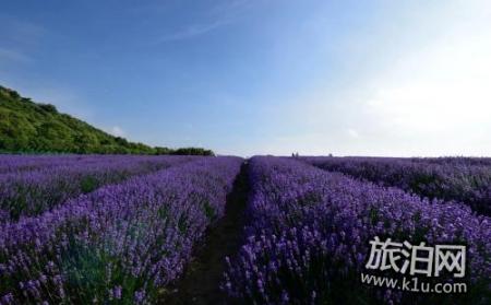 无锡雪浪山薰衣草花期 雪浪山薰衣草门票