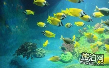 2018厦门海底世界游玩攻略 厦门海底世界怎么样