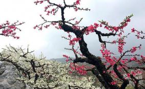 桃花山好玩吗 桃花山游记