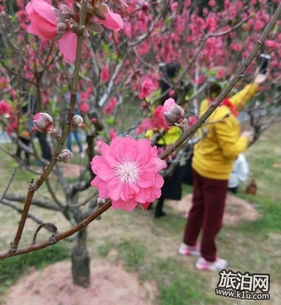 2018深圳莲花山公园桃花花期现在开了吗