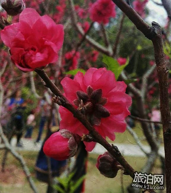 2018深圳莲花山公园桃花花期现在开了吗