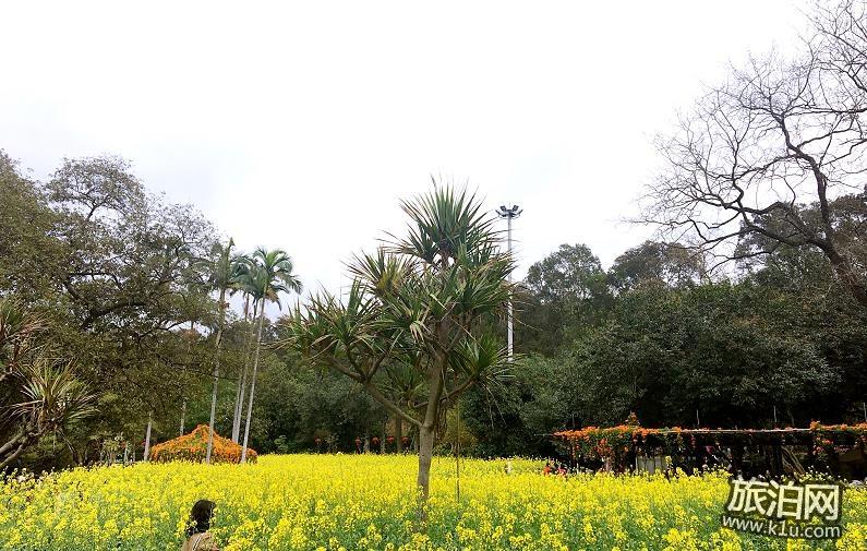 广州白云山哪里可以看油菜花 2022年广州看油菜花地方推荐