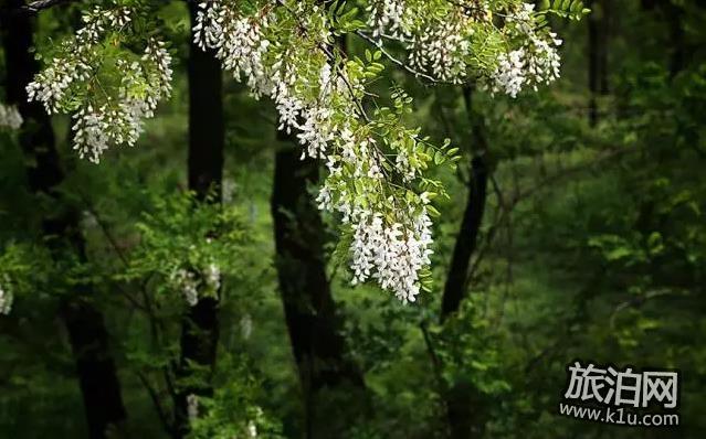 2018年武汉春季有哪些可以赏花的地方推荐