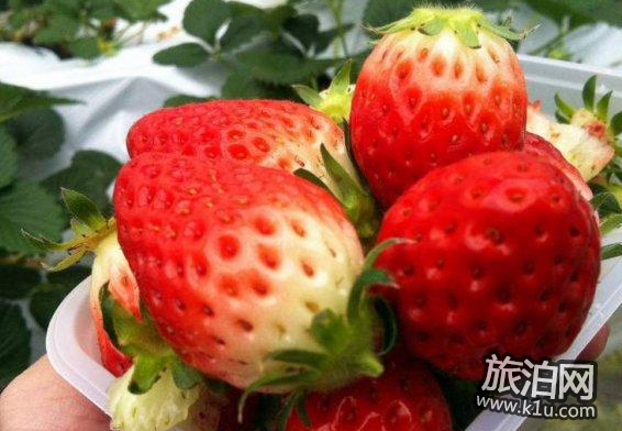 2018武汉摘草莓的地方在哪里