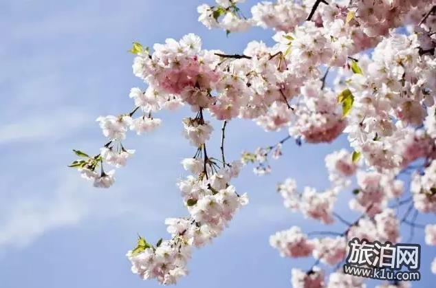 2018年武汉春季有哪些可以赏花的地方推荐