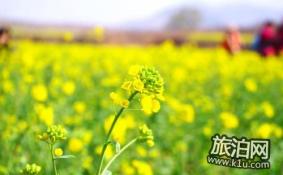 2022北京油菜花在哪里 北京油菜花什么时候开