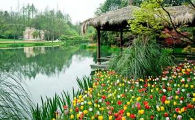 杭州太子湾三月份可以看哪些花+花期+最佳路线