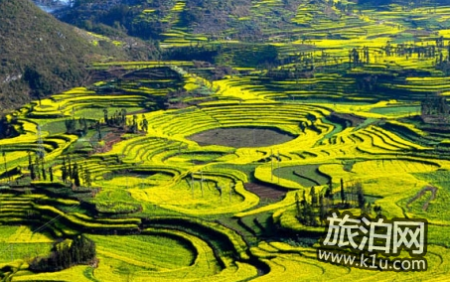 2022汉中油菜花什么时候开(附赏花攻略)