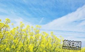 2022汉中油菜花节时间 附交通、门票信息