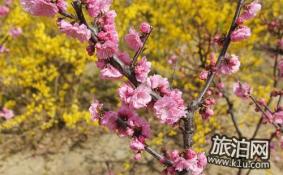 2018林芝桃花节什么时候 2018西藏林芝桃花节时间+景点+穿衣