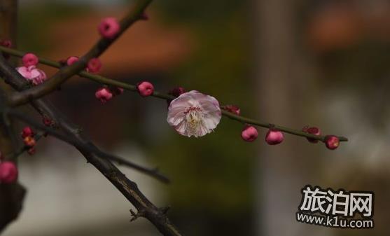 武漢青山公園梅花開了嗎 武漢青山公園賞梅攻略