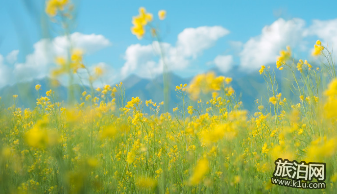 東莞橋頭油菜花要門票嗎 2018東莞橋頭油菜花節攻略