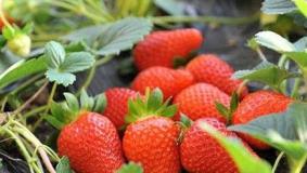 2018年青岛有哪些可以摘草莓的地方推荐